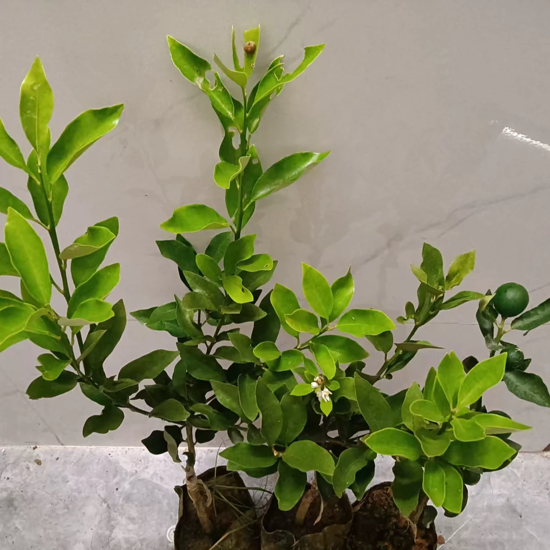 四代大叶滑皮金桔苗