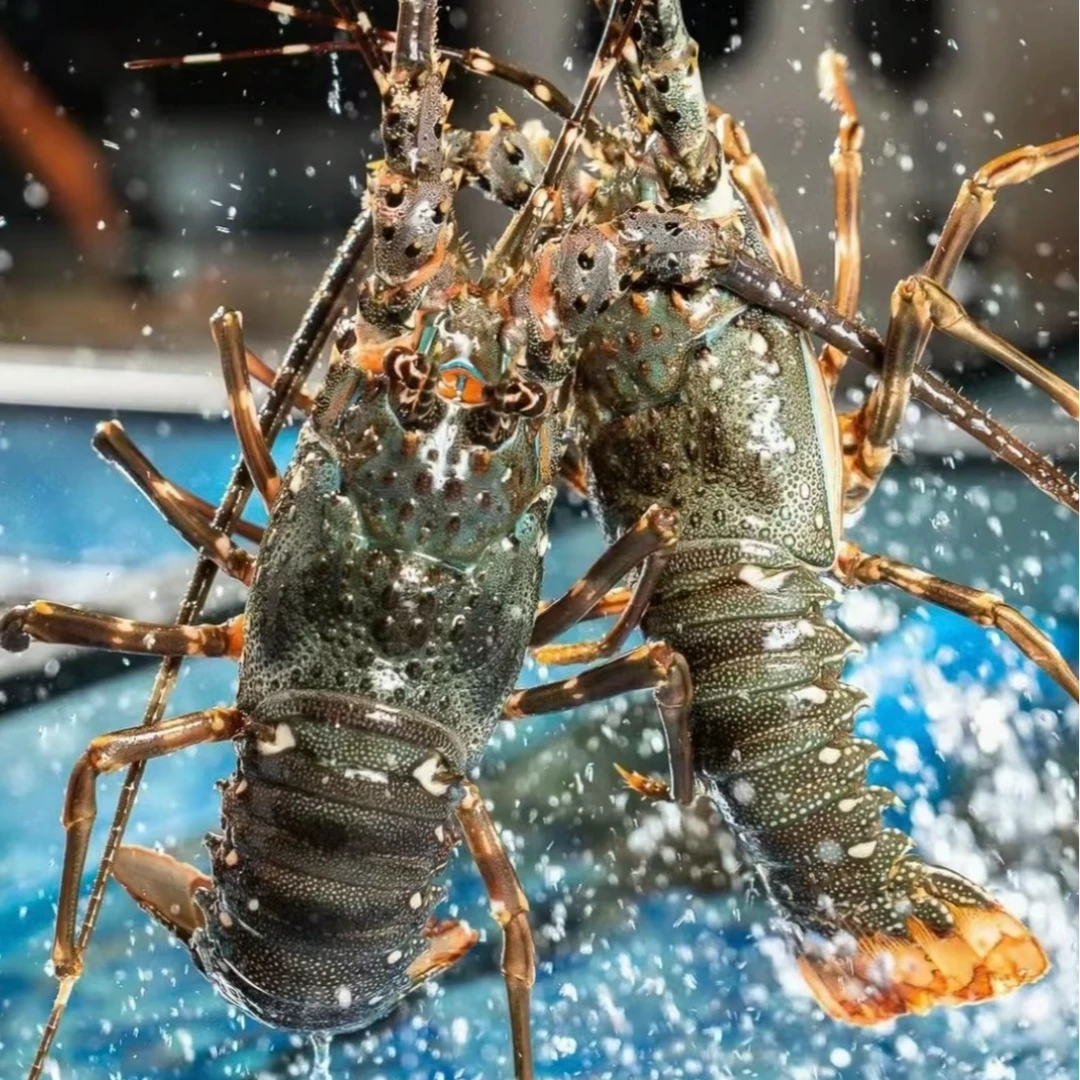 鲜活龙虾 青龙仔