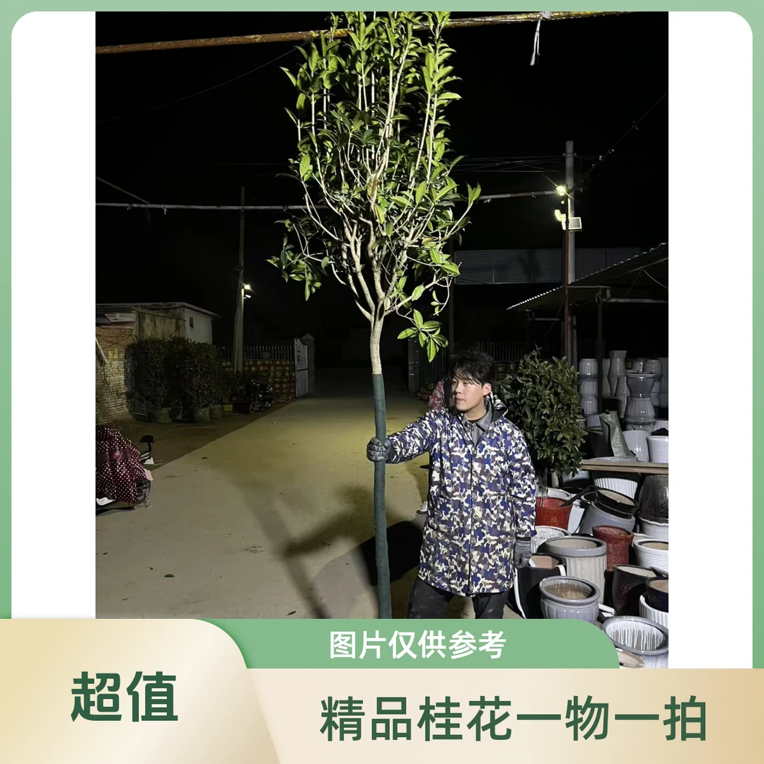 精品八月黄金桂 耐寒耐冻 好种好养 北方庭院首选