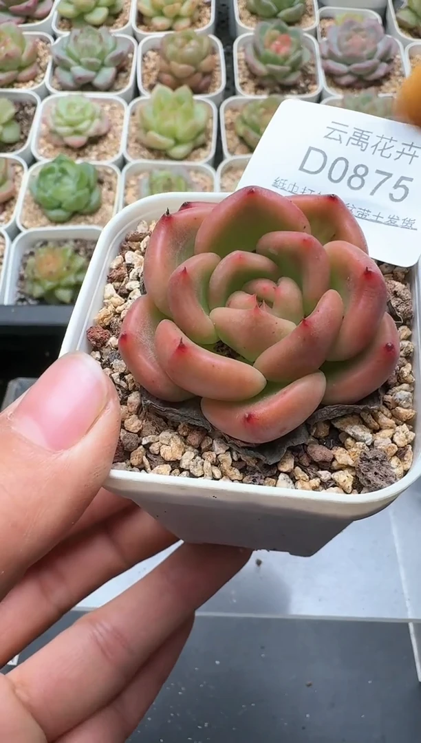 875D云禹多肉植物 带盆土纸巾打包 3颗包邮