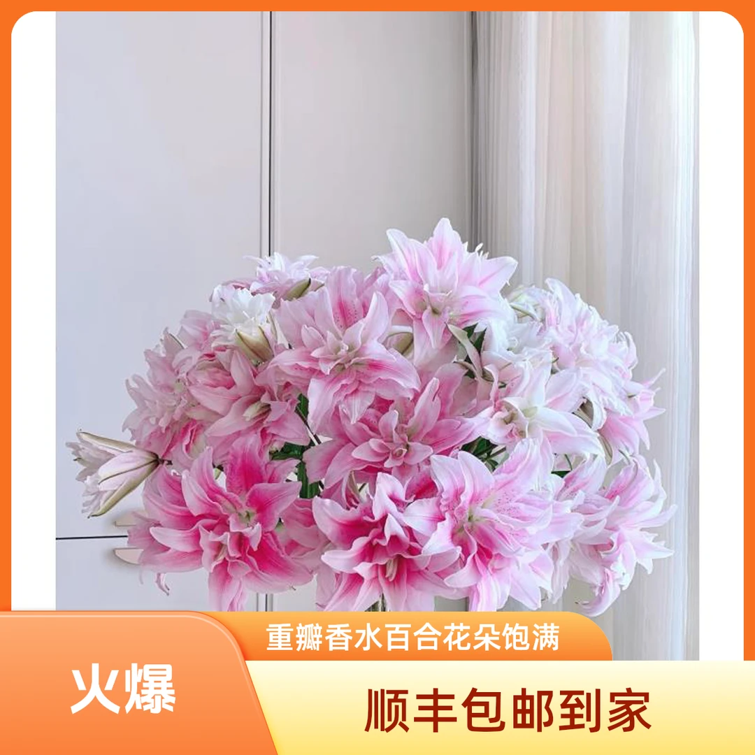 伊莎贝拉【重瓣香水深粉水仙百合】顺丰包邮