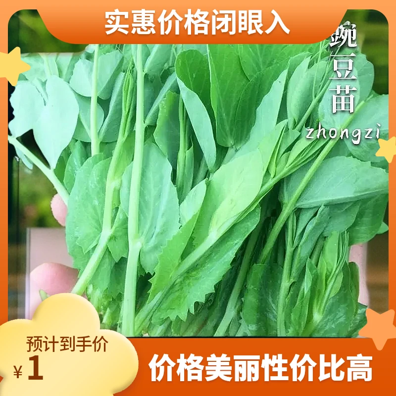 【满5包包邮】豌豆尖豆种豆苗种子四季种植蔬菜孑甜豌豆种籽盆栽