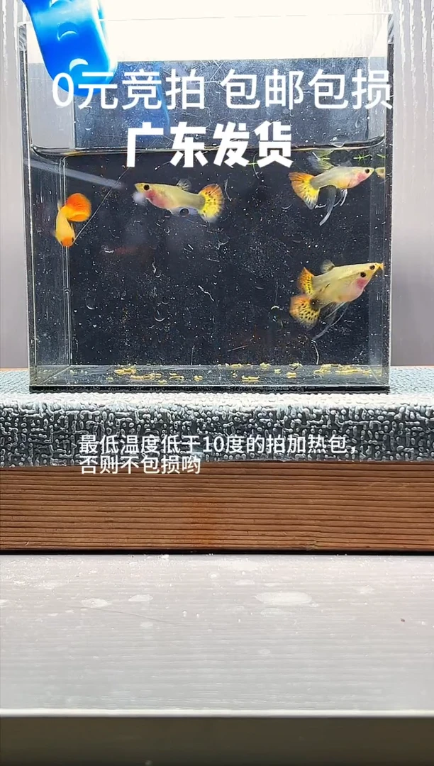 孔雀鱼红头虎斑一公4母编号9