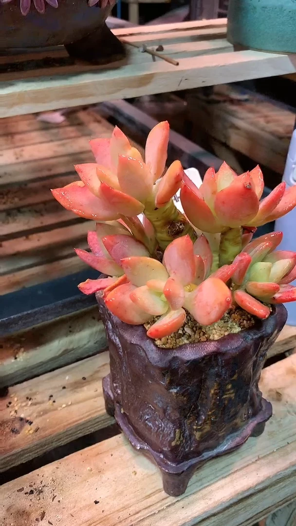 【闪购商品】094KKK