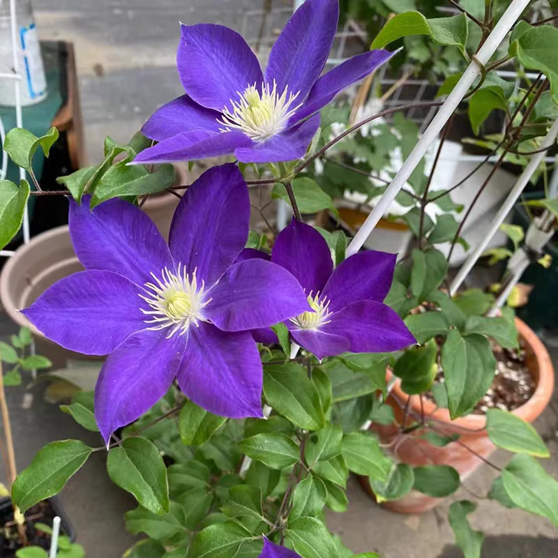 铁线莲戴安娜喜悦 21口径青山盆盆栽耐寒耐热适合室内阳台庭院