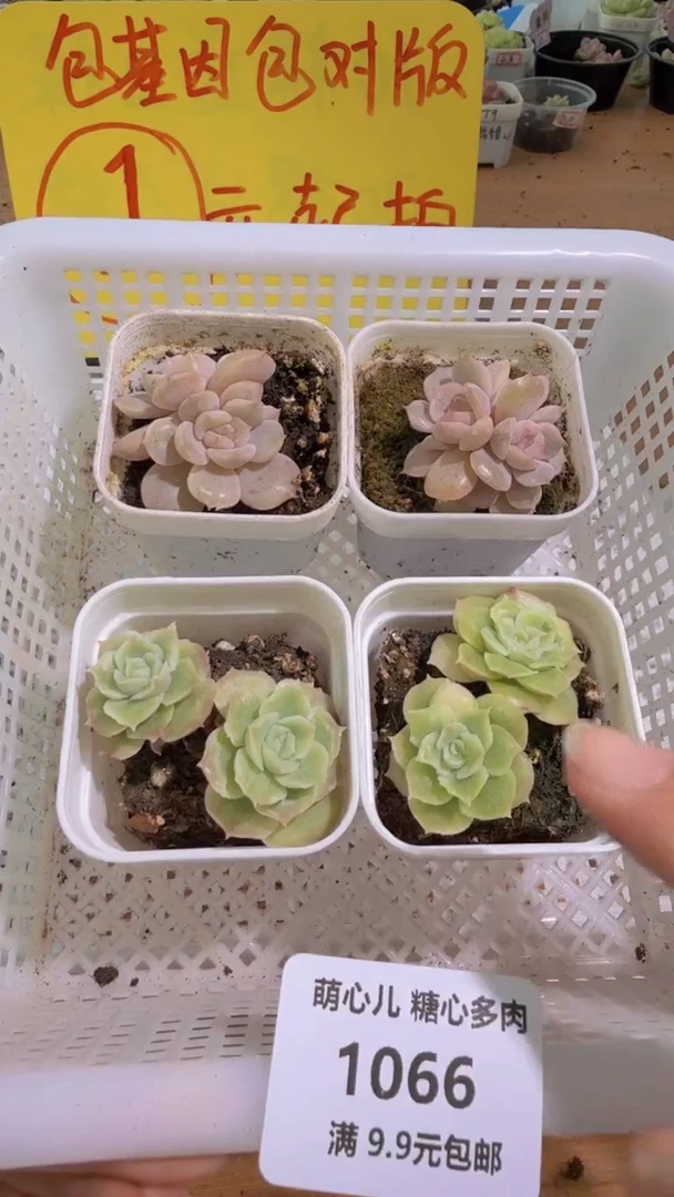 1066  宫花*2+虾饺*2  五方4盆