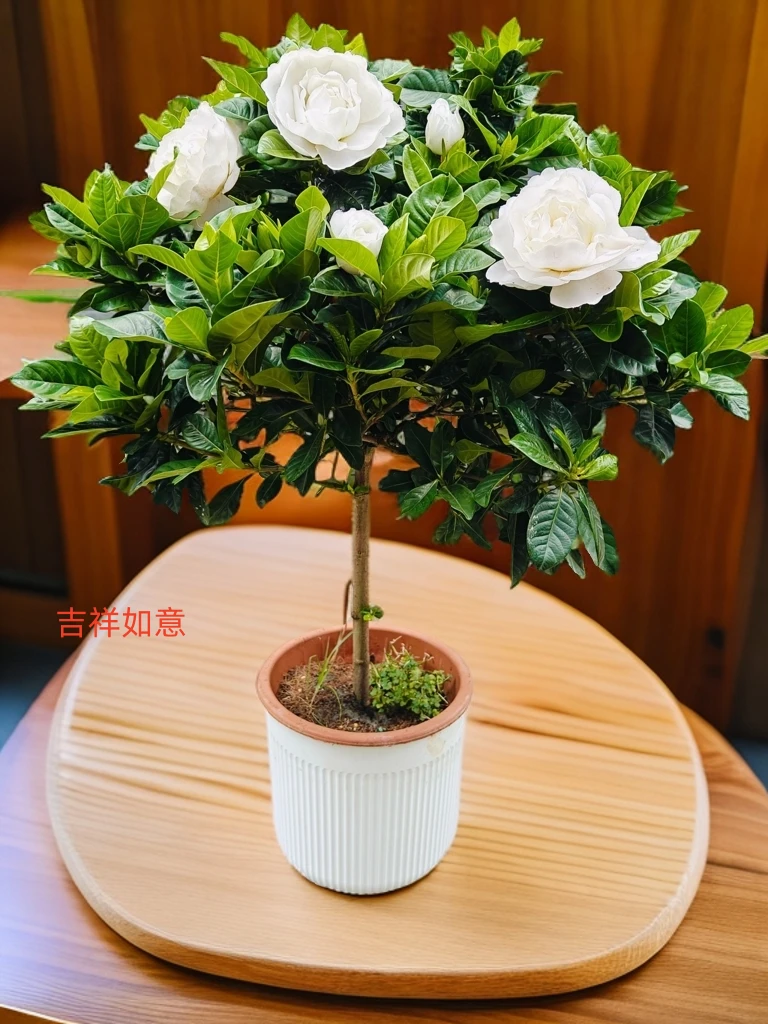 【栀子花】棒棒糖小叶四季浓香型香水栀子花盆栽绿植养护