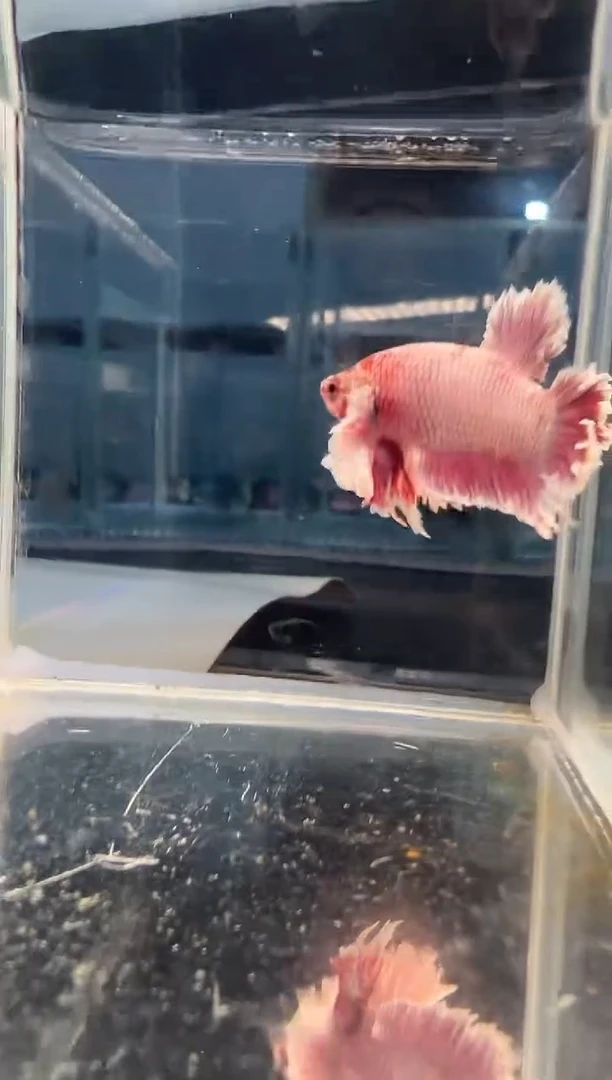 斗鱼斗鱼绣球大耳朵