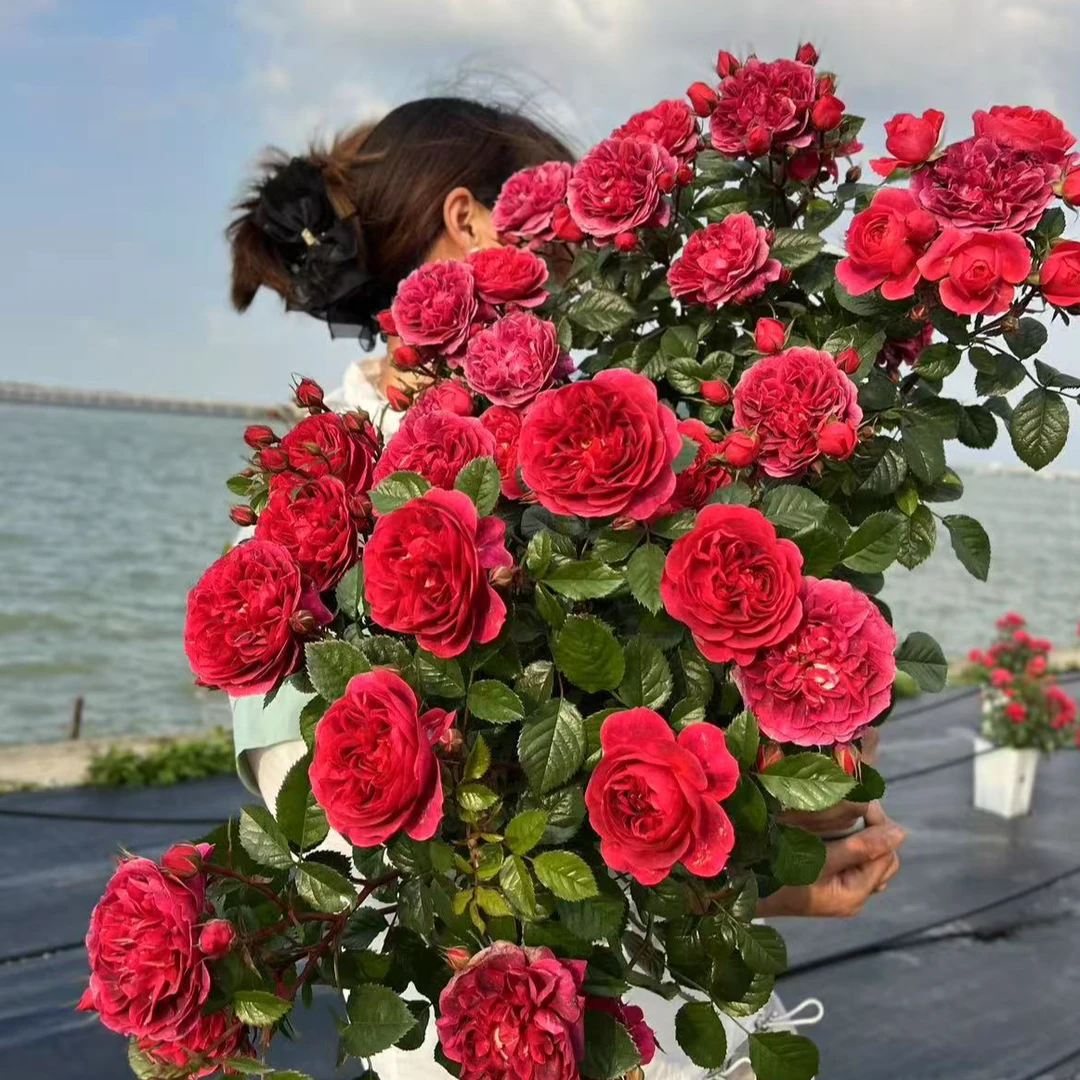 6.5升2加仑月季花苗带盆发货电影明星 苏珊 乔伊斯玉环鸣大苗合辑