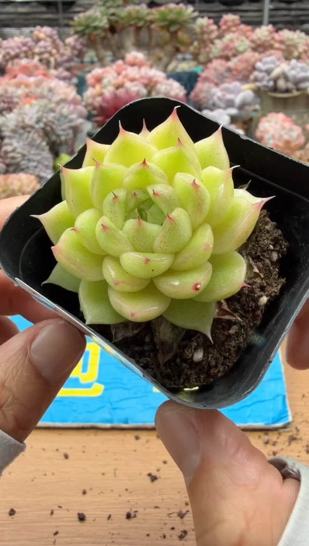 东云多肉园二店-529