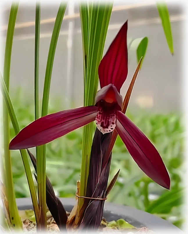 优兰精选——板桥遗墨（带花苞）春兰高端红素系列，新手好养易活