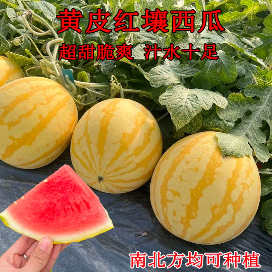 【黄皮红瓤西瓜种子】早熟春播庭院阳台种植超甜西瓜种籽四季播种