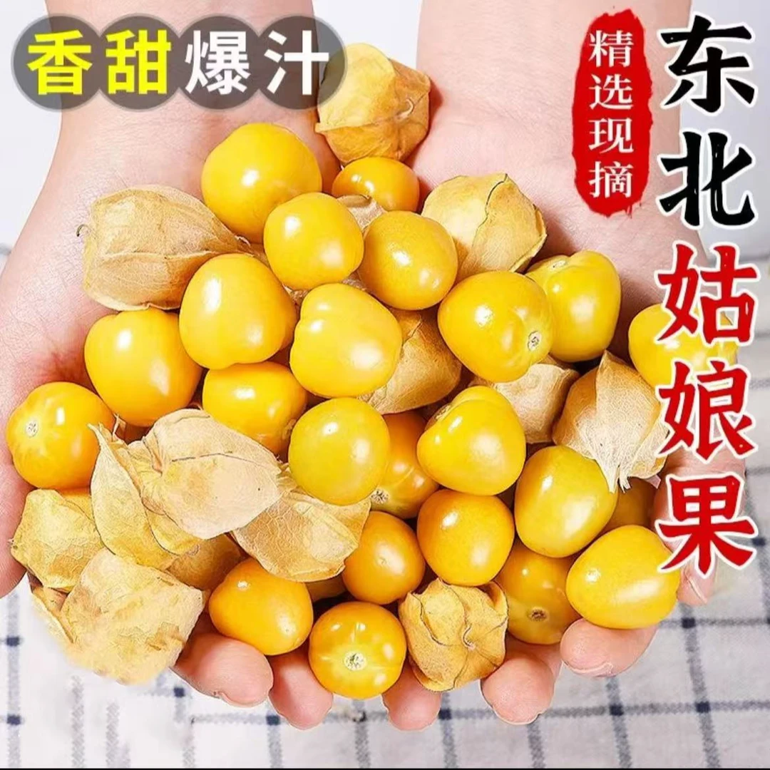 东北新鲜精选灯笼果黄菇娘芳香香甜美味大果1/2斤