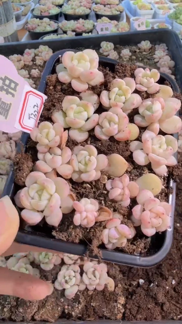 T322切糕1盒 量拍多肉植物