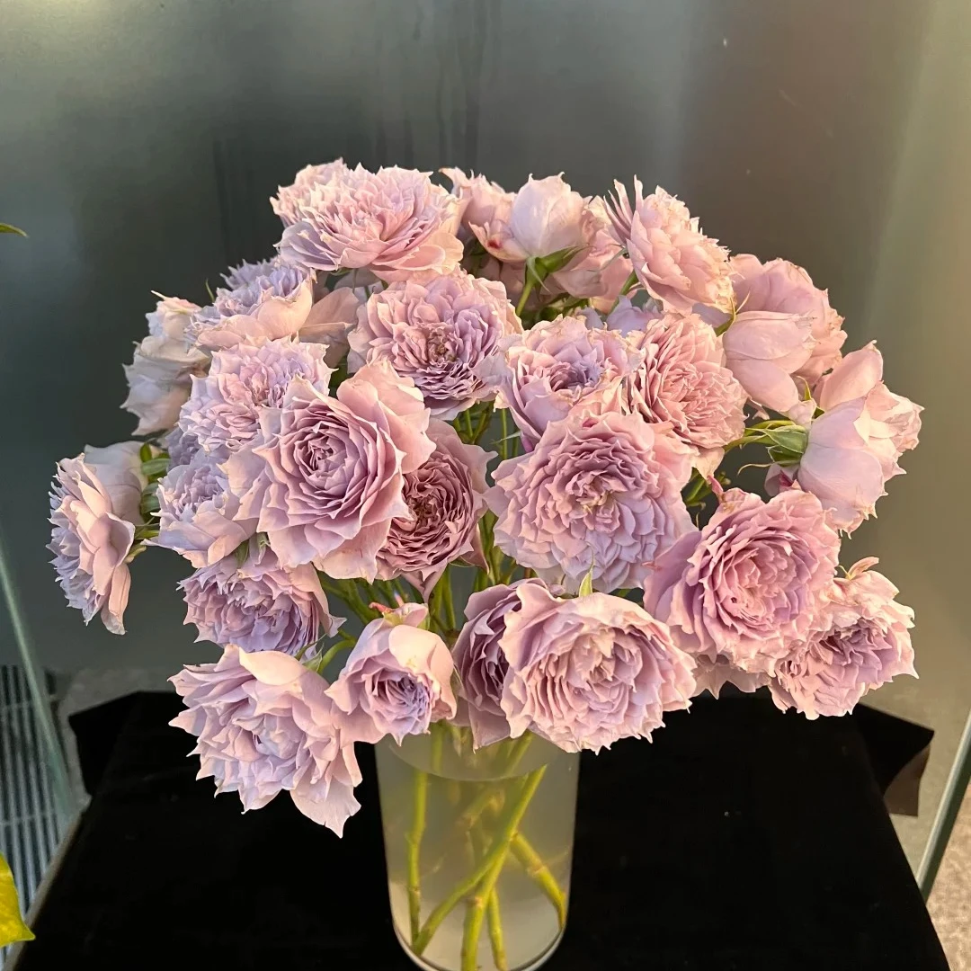 幻紫【高级稀有多头】玫瑰1单冷链包邮，2单升级顺丰冷链远的发德邦