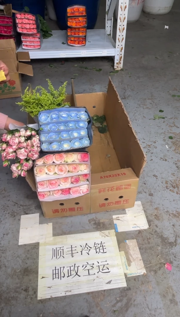 艾沙20枝+碎冰蓝20枝+折射10枝+黄莺