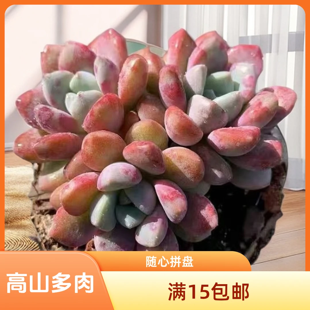 云南高山多肉 花瓣鹿1颗脱土发货，多肉绿植15包邮多肉基地直