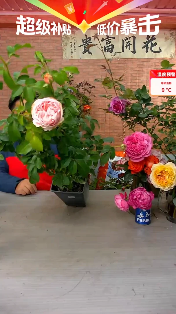 当前无花朵，栽培后可花朵旋律