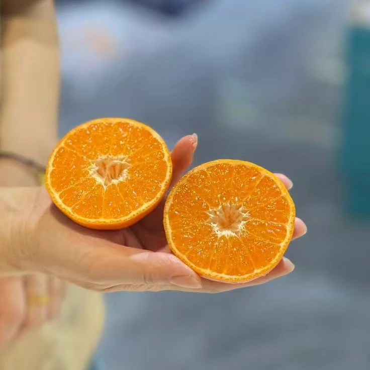 【2.8~3斤】左右南非软皮柑蜜橘四川省