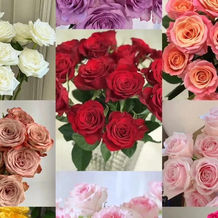【单头多头玫瑰】（1个运费可以带N个花，5单发顺丰）零度以下必拍保温