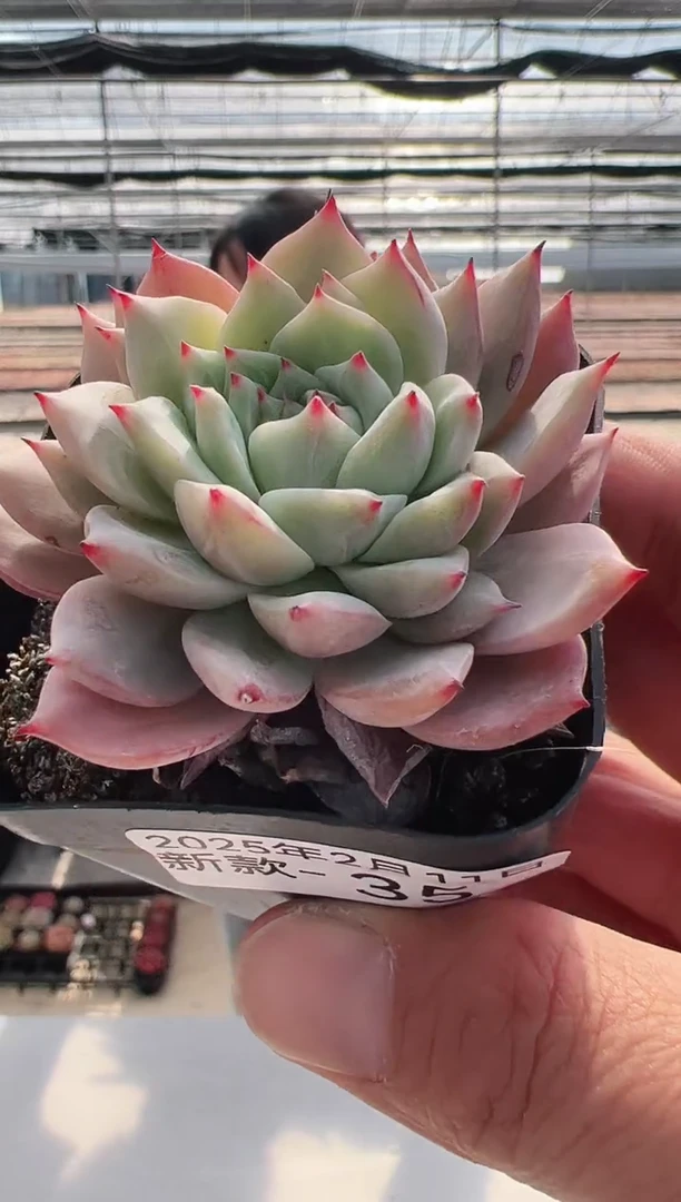 【闪购商品】新款多肉-35