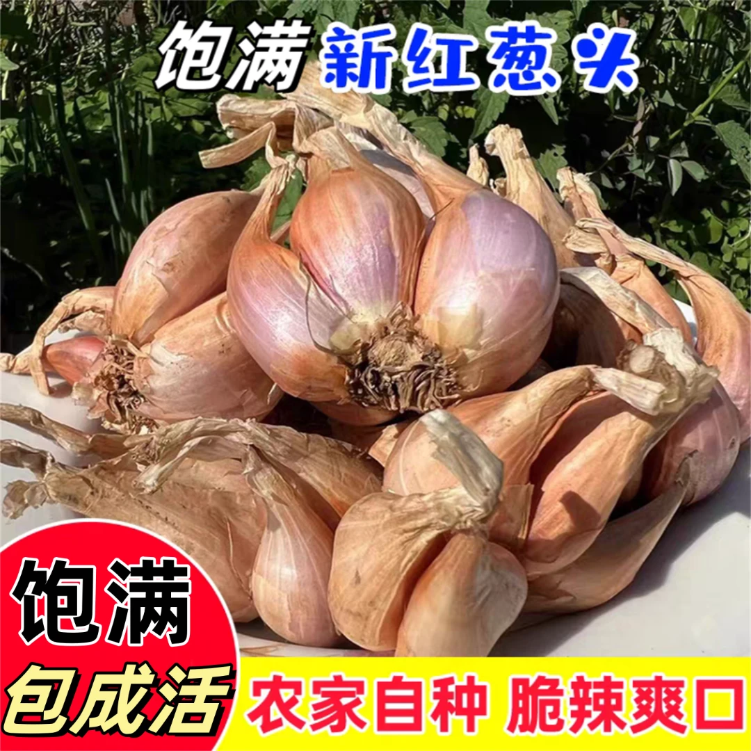 四季小香葱四季葱头小葱红葱头种新鲜香葱商用葱种小香葱干葱头
