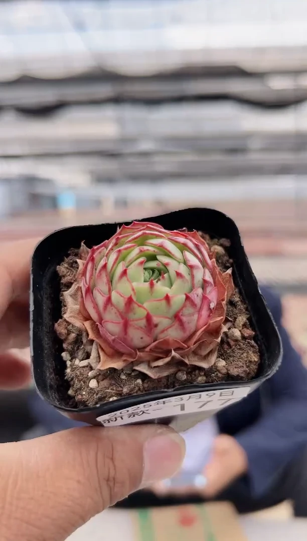 【闪购商品】新款多肉-177