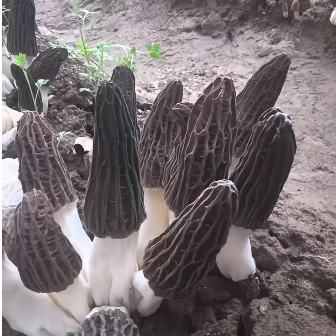 现采现发新鲜羊肚菌