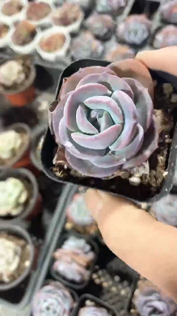 【闪购商品】65盆布鲁兰单双多肉