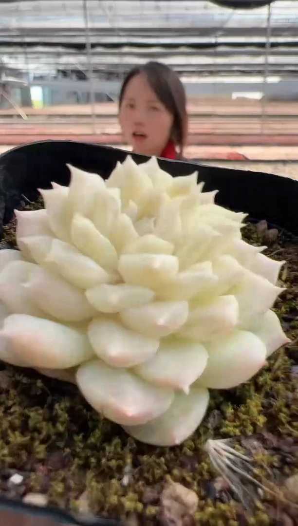 【闪购商品】蝶叶-10