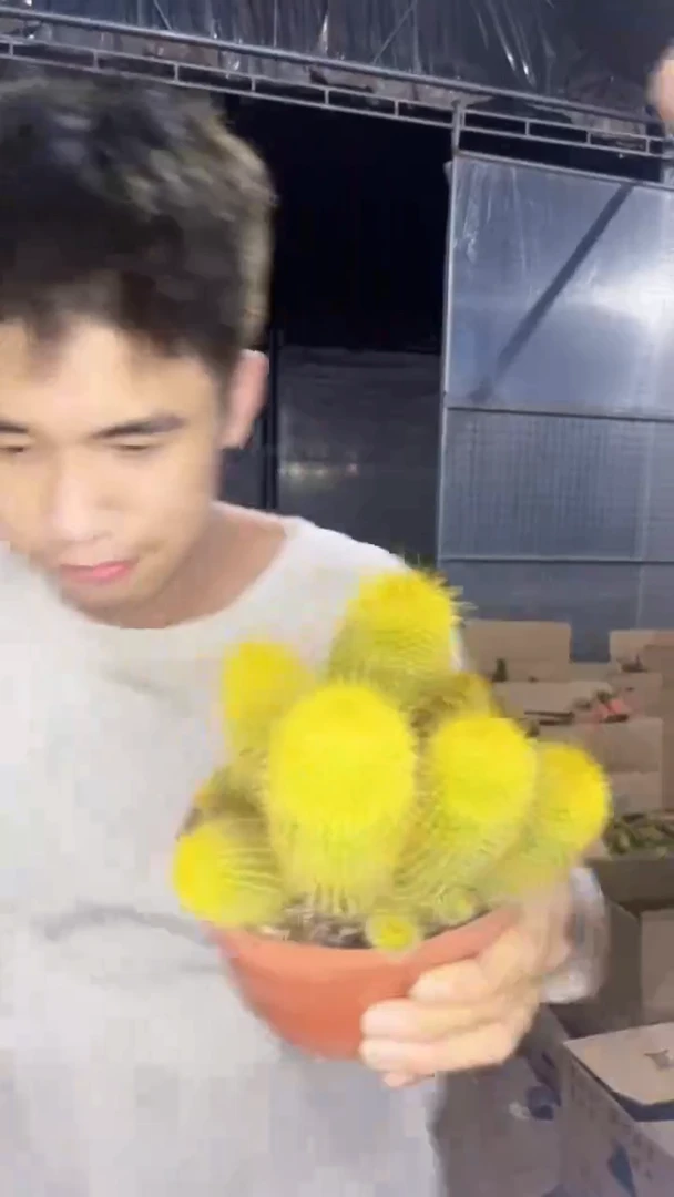 金丝猴 群生【带根【】