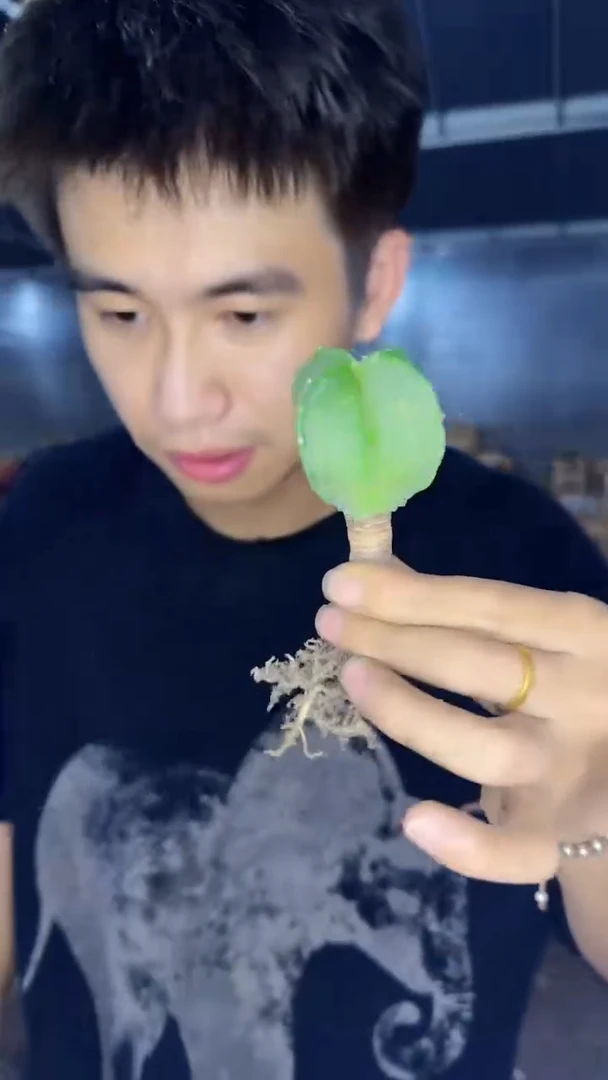 5颗 实生根 鸾凤玉 2-4cm