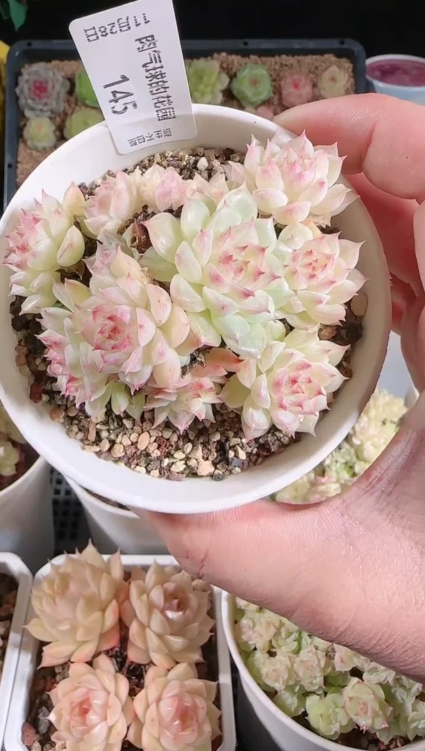 多肉1128-145群生不包整