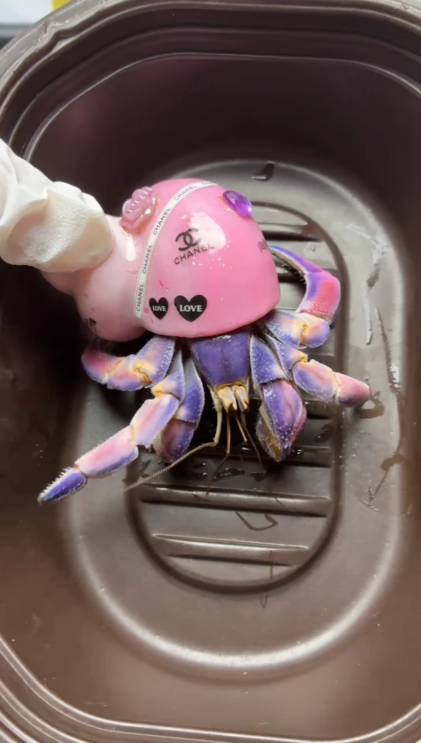 3号镇店之花魁，奶油肌，幻彩紫陆