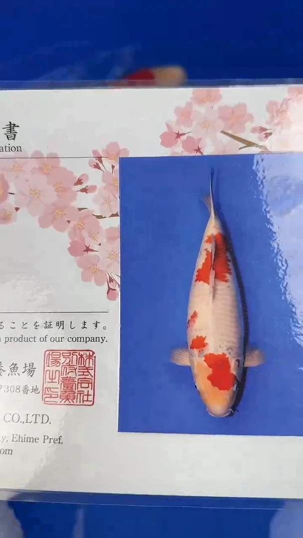 锦鲤 别府养鲤场  昭和