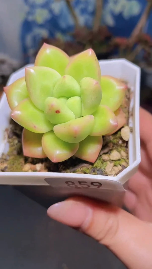 【闪购商品】859迷雾泡泡