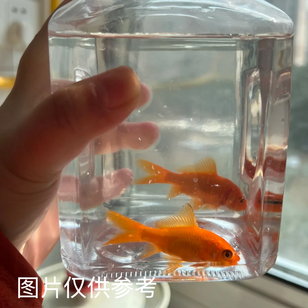 一尾包邮不包损10公分观赏鱼随机发
