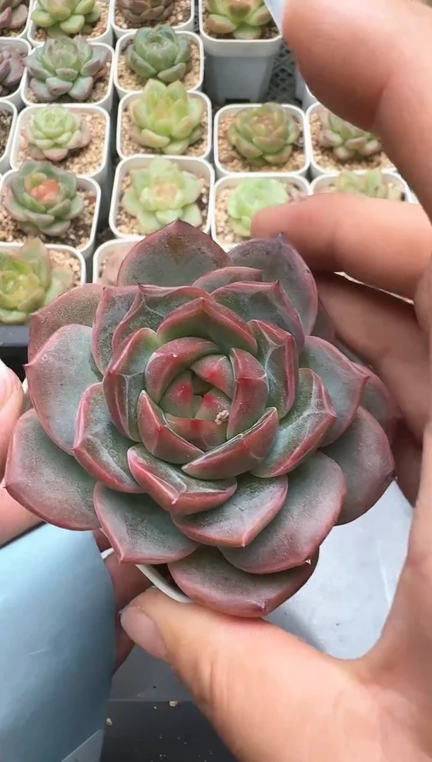 335D云禹多肉植物 带盆土纸巾打包 3颗包邮