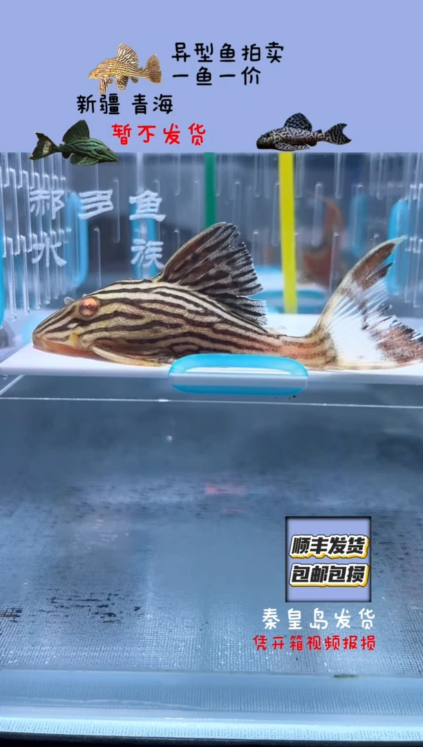 清道夫8.4不包入缸损301