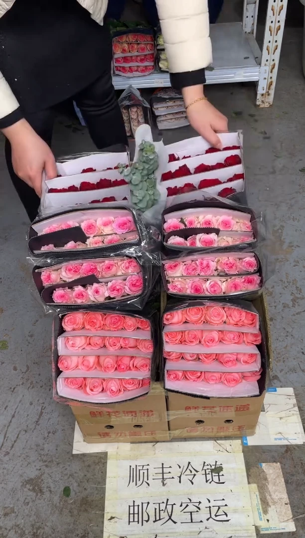 高原红2扎+洛神2扎+戴安娜2扎+尤加利