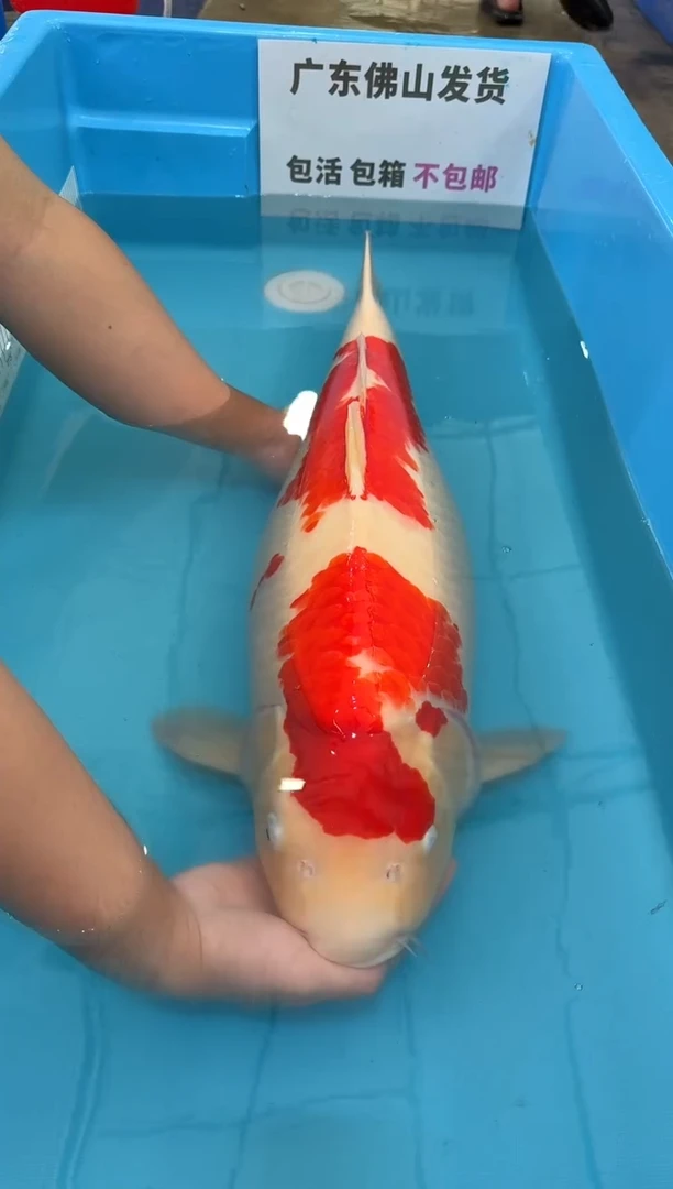 锦鲤百*78公分  红白