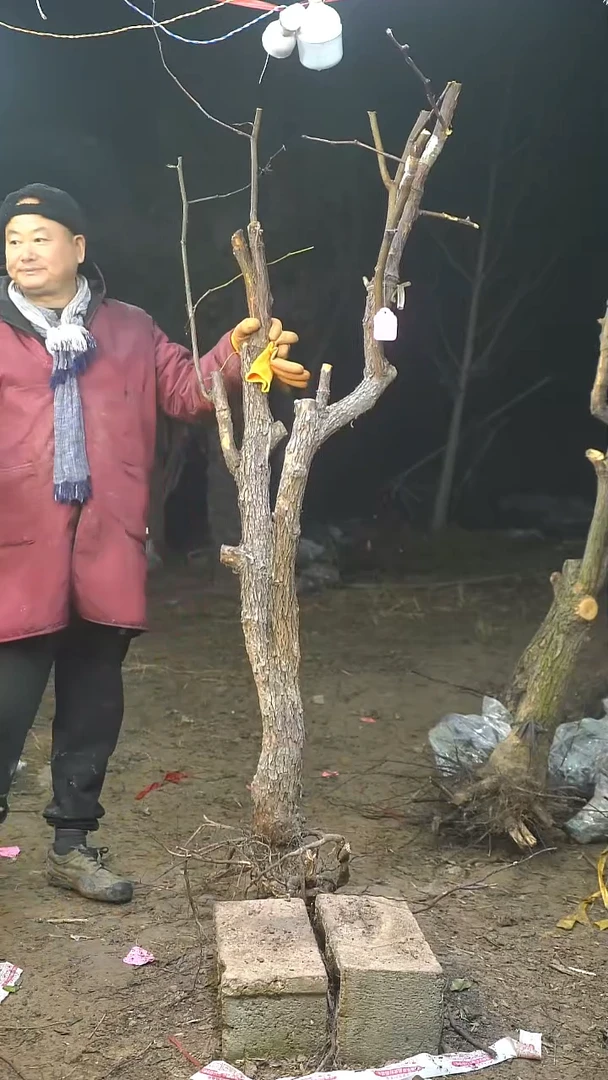 完全开放枣树080