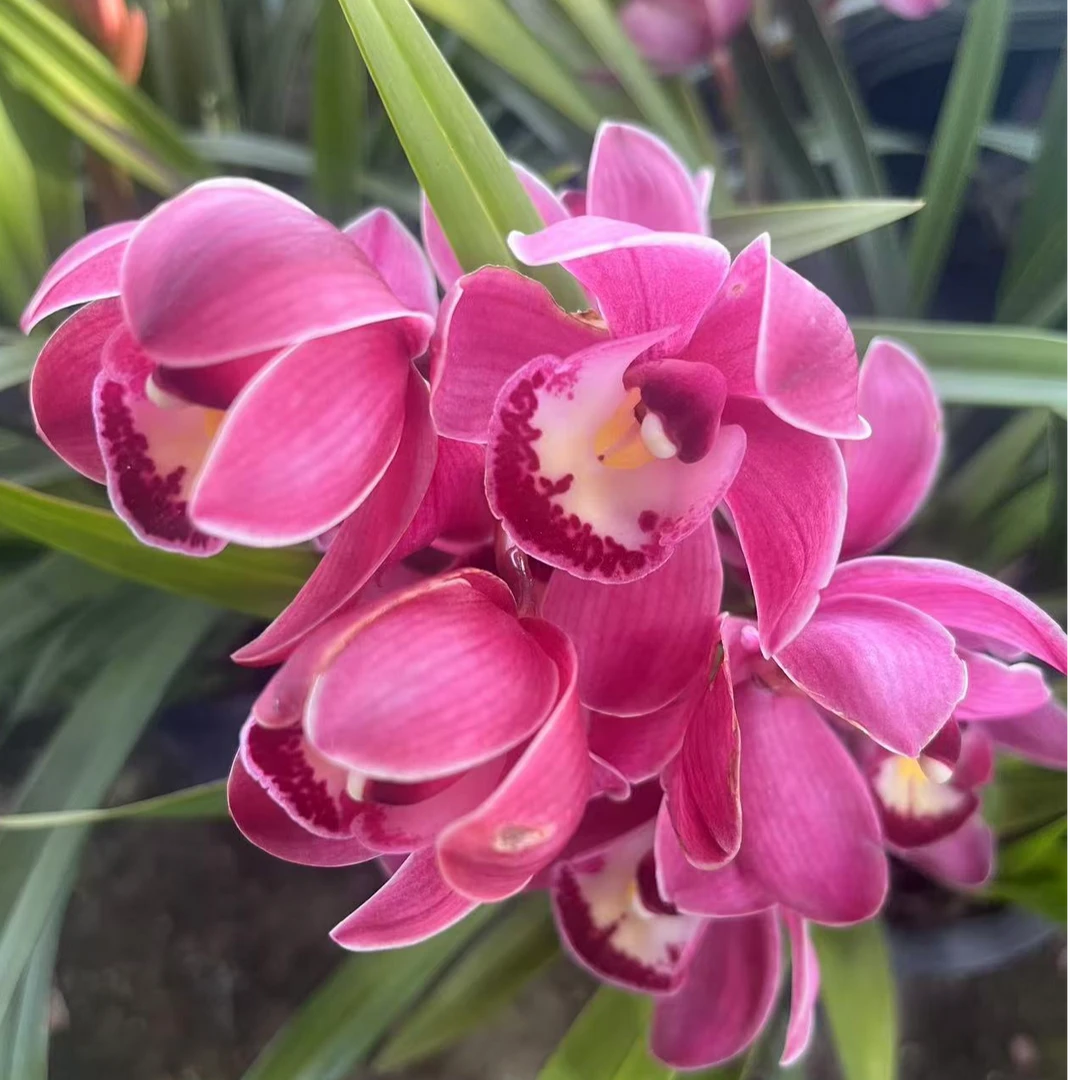 大花蕙兰【金粉仙境】落地款金黄色带香味高端名贵年宵花卉