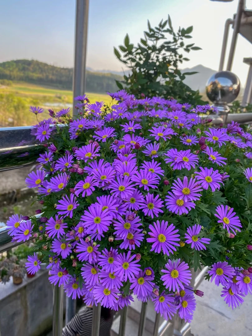 【花园植选】姬小菊盆栽带花带苞发货开花不断庭院花园阳台花卉植物
