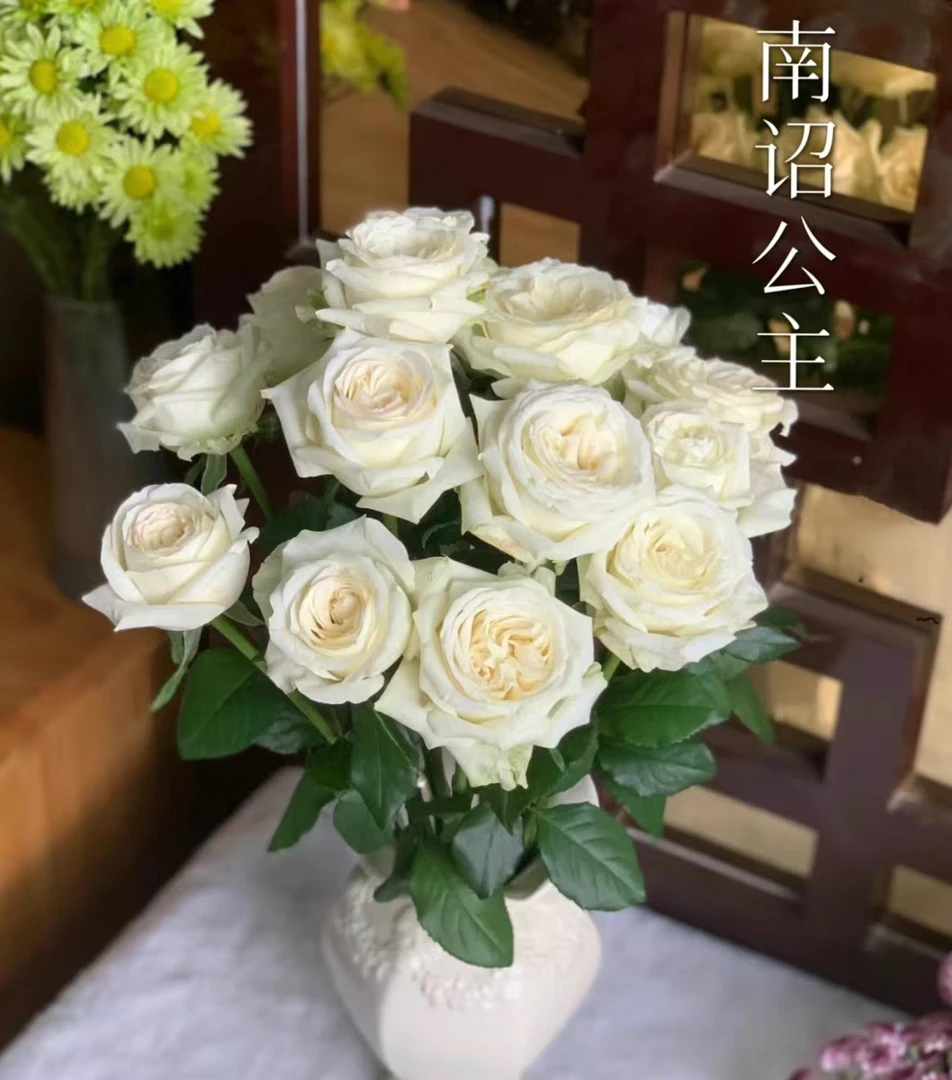 新品南诏公主月季灌木白色切花庭院阳台盆栽四季开花玫瑰花苗