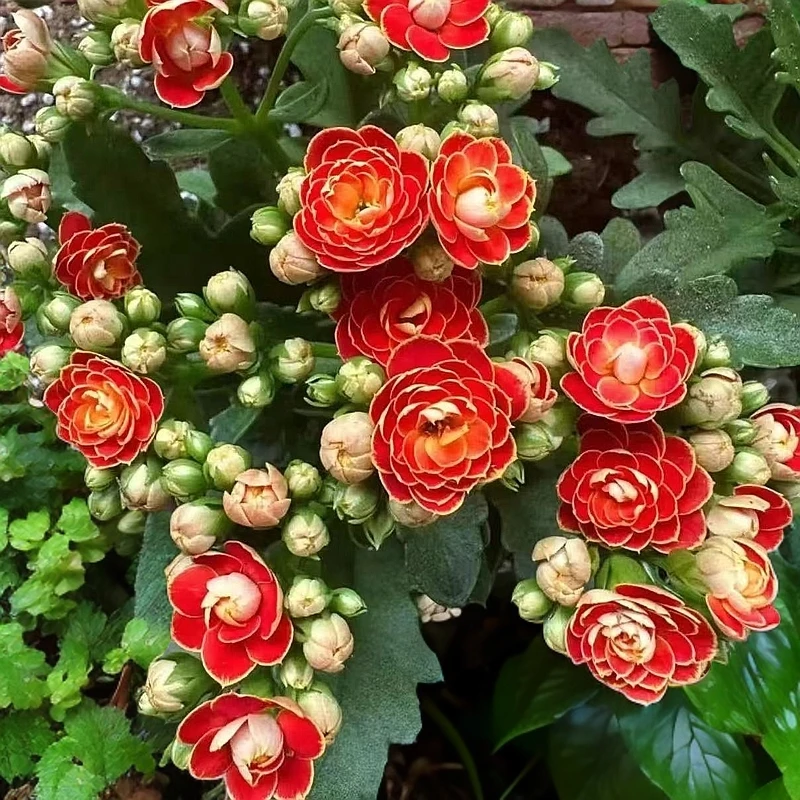 稀有花卉多季开花人面桃花长寿花重瓣大朵混色种子国产优质品种家