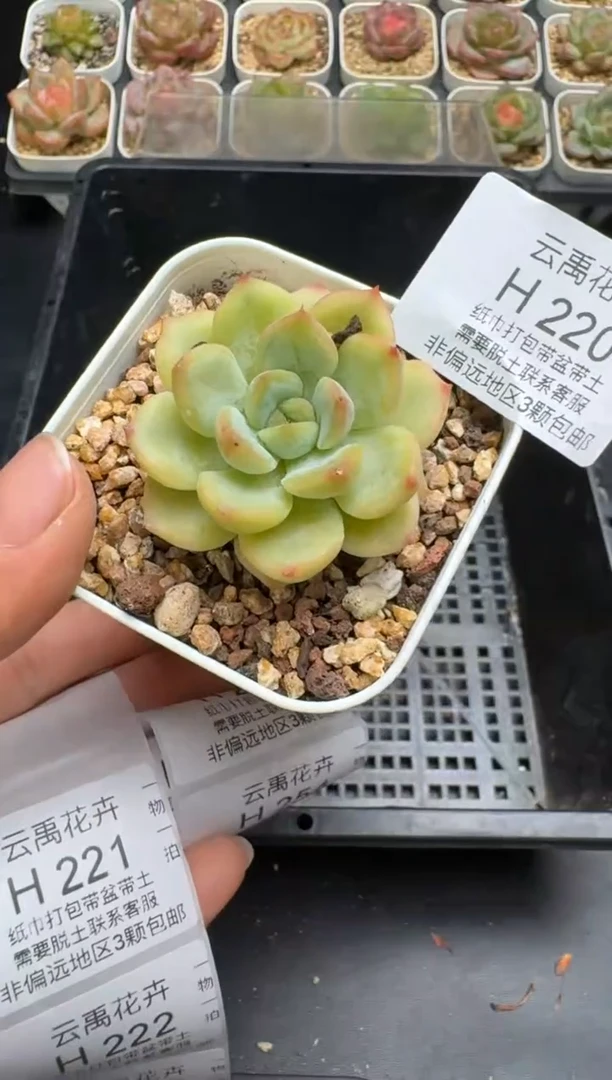 220H云禹多肉植物 带盆土纸巾打包 当天拍3颗包邮