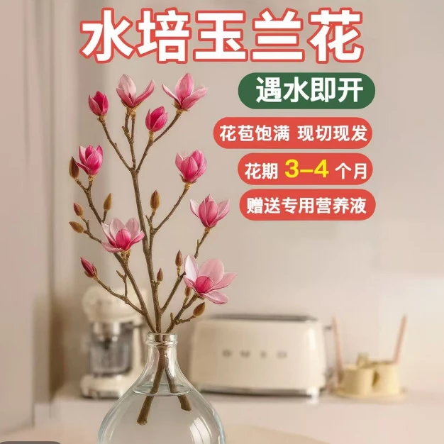 水培玉兰花带花苞浓香型遇水开花适合客厅卧室摆放A61