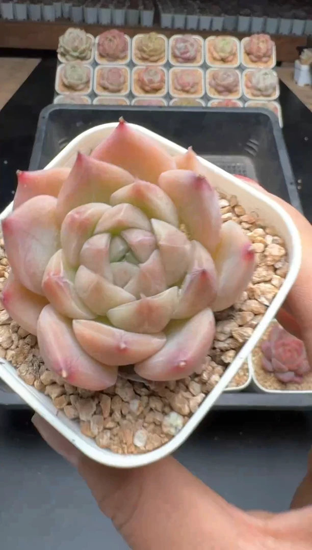 【闪购商品】628E号一物一拍多肉花卉植物3颗起发