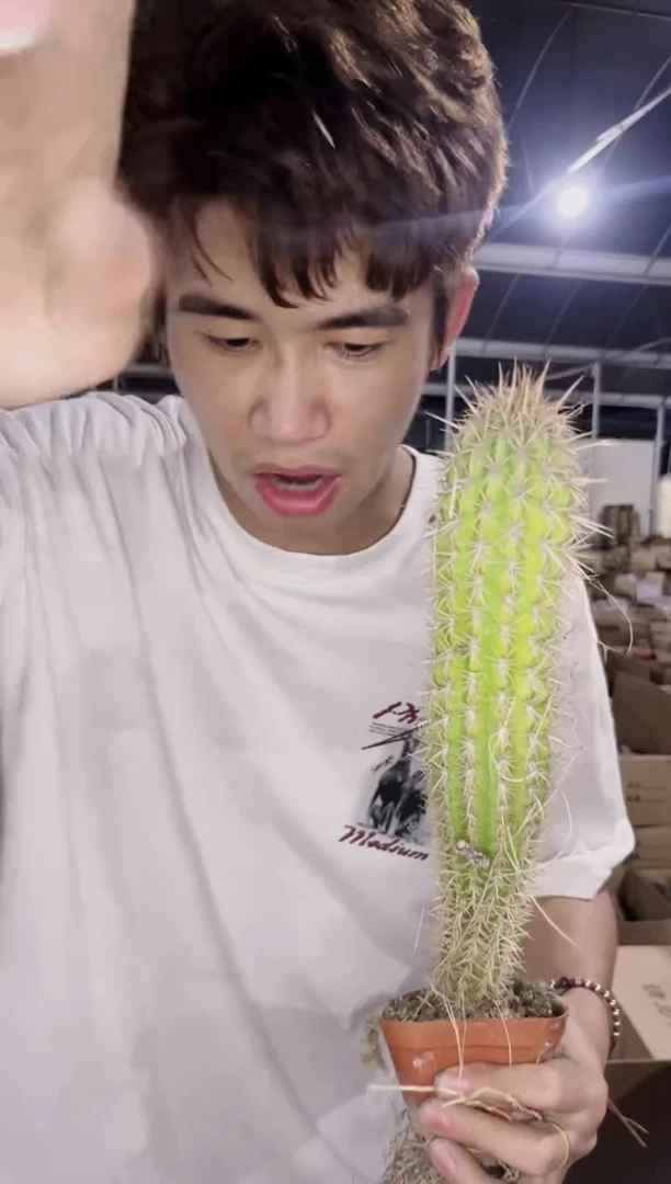 青衣柱【带根】高20-30cm